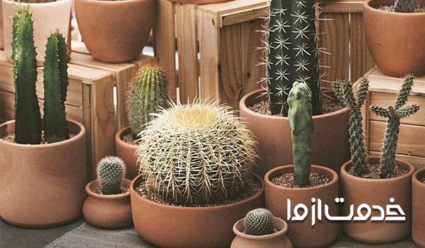 اصول نگهداری کاکتوس در خانه -گلدان مناسب 